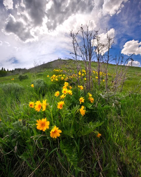 Beautiful yellow wildflowers in the Rocky Mountains in spring — Stock Photo, Image
