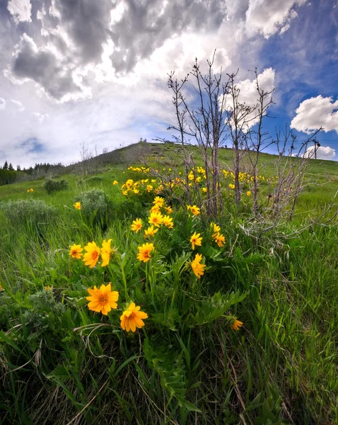 Beautiful yellow wildflowers in the Rocky Mountains in spring Stock Picture