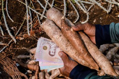 Cassava ve para el tarlasında Thai baht, Manioc ekiminde para satın almak ve satmak için, tapyoka nişasta endüstrisi