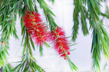 Şişe fırçası kırmızı çiçek ağacı, (callistemon speciosus)