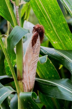 mısır, mısır tarlasında mısır, organik tarım.