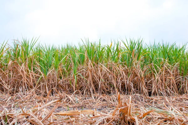 사탕수수 플랜테이션 수확기 사탕수수 사탕수수 밭에서 사탕수수 — 스톡 사진