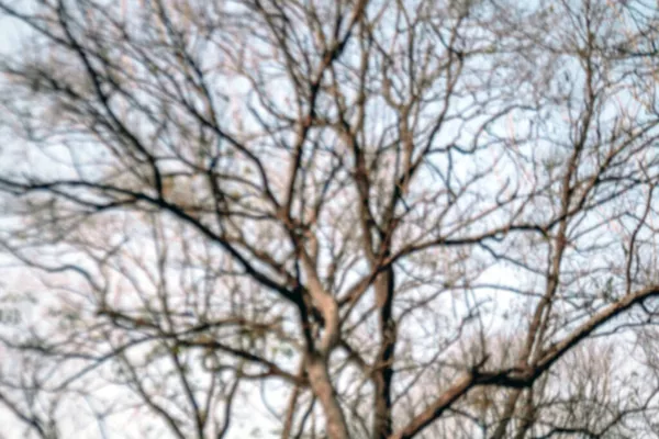 Verschwommen Und Trocken Baum Kahl Zweig Trocken Silhouette Äste Baum — Stockfoto