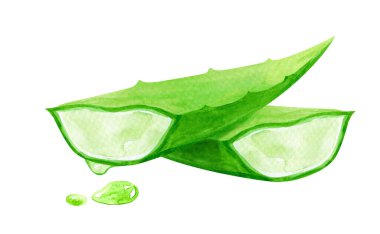 suluboya aloe vera yaprak el çizimi, aloe yaprağı beyaz, aloe vera çizimi