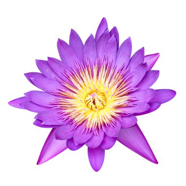 Nilüfer çiçeği, mor nilüfer çiçeği, nilüfer çiçeği