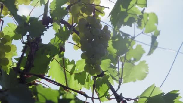 Colgando racimos de uvas rojas en el viñedo . — Vídeo de stock