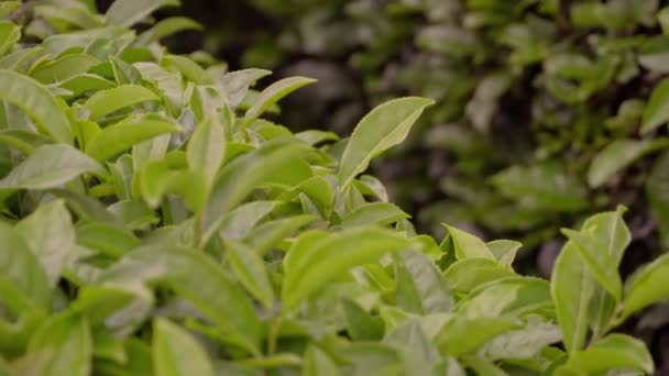 Des Feuilles Fraîches Arbres Thé Poussent Sur Des Plantations Verdoyantes — Video