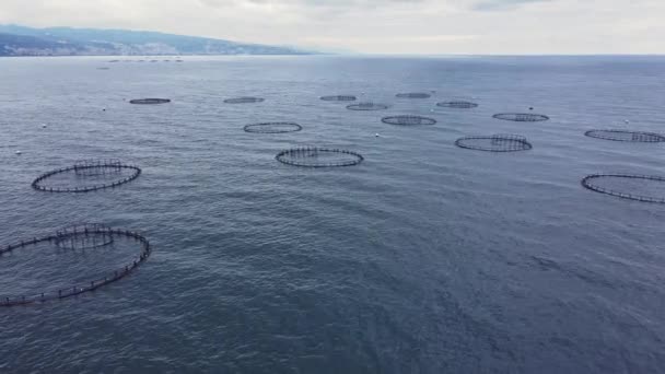 Rybí Hospodářství Akvakultury Moři Účelem Zajištění Produkce Ryb Farmovém Chovu — Stock video