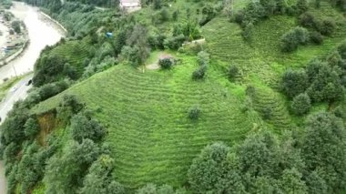 Türkiye 'nin Rize ilçesinde hasat edilmeyi bekleyen çay tarlası