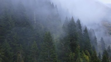 Yağmur sırasında vadide orman sisi. Mistik büyülü atmosfer. Köknar ormanlı puslu yağmur manzarası. Yağmur damlası olan hava aracı görüntüleri