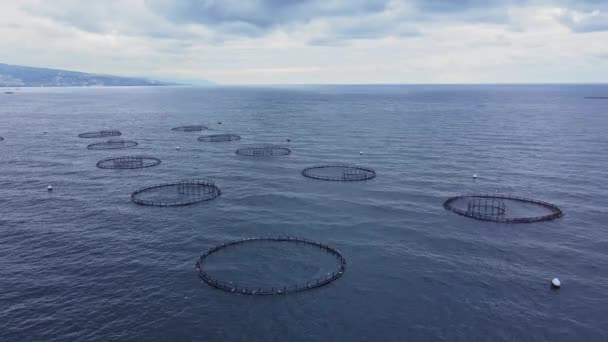 Ιχθυοτροφείο Πολλά Καταλύματα Ψαριών Στη Θάλασσα Αεροφωτογραφία Εκκολαπτηρίου Ψαριών — Αρχείο Βίντεο