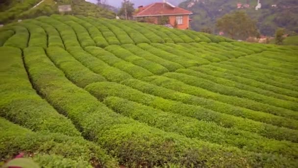 Theeplantage Klaar Geoogst Worden Provincie Rize Turkije — Stockvideo