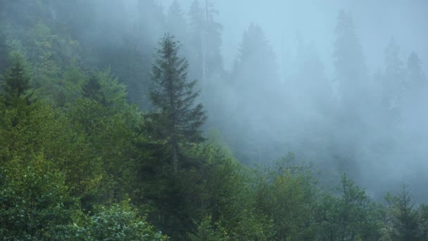 Sötét Titokzatos Esős Ködös Fenyőerdő Reggeli Köd Egy Hegyi Völgyben — Stock videók