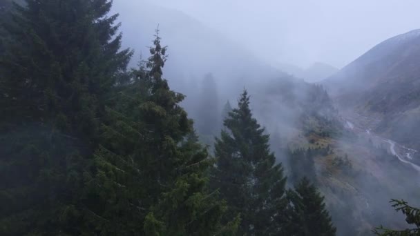 Hangulatos és kísérteties filmes erdő a hegyekben esőben — Stock videók