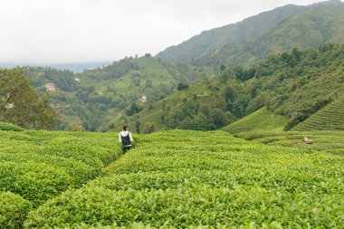 Taze çay yaprakları yeşil tepelerde yetişir. Kırsal Asya kırsalında