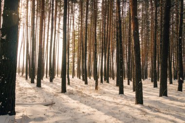 Sunset in the wood between the trees strains in winter period. Sun shines through trees