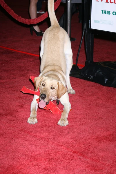 Clive aka Marley — Stock Photo, Image