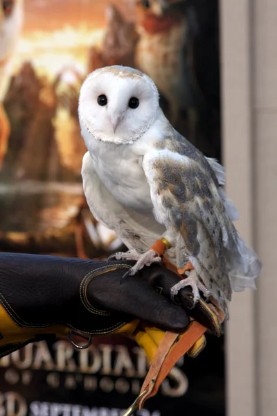 Barn Owl named Twilight — Stock Photo, Image