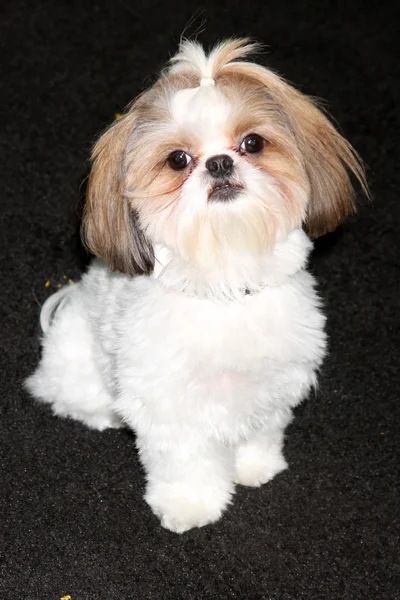 Bonny le Shih Tzu — Photo