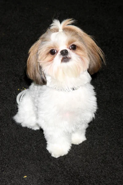 Bonny die Shih-Tzu — Stockfoto