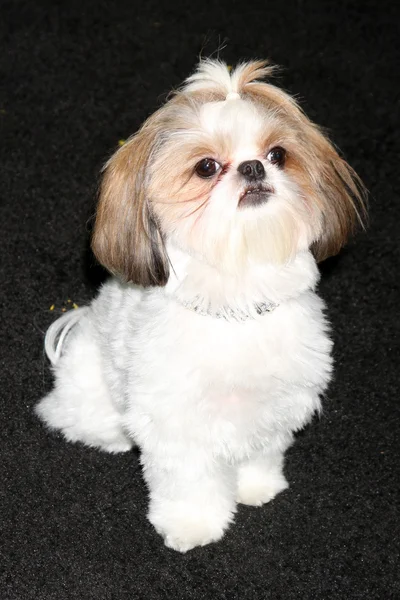 Bonny die Shih-Tzu — Stockfoto