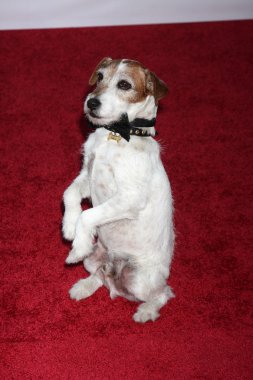 Uggie