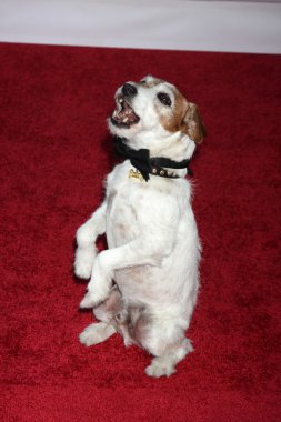 Uggie