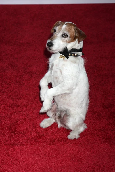 Uggie — Stockfoto