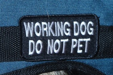 çalışan köpek pet değil