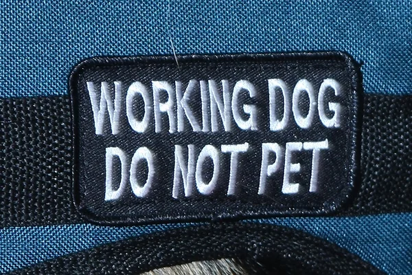 Working Dog Do not Pet — Stock Photo, Image