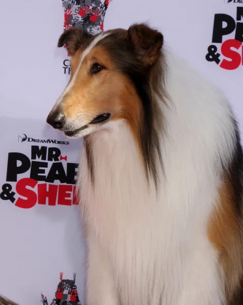 Lassie — Stock Photo, Image