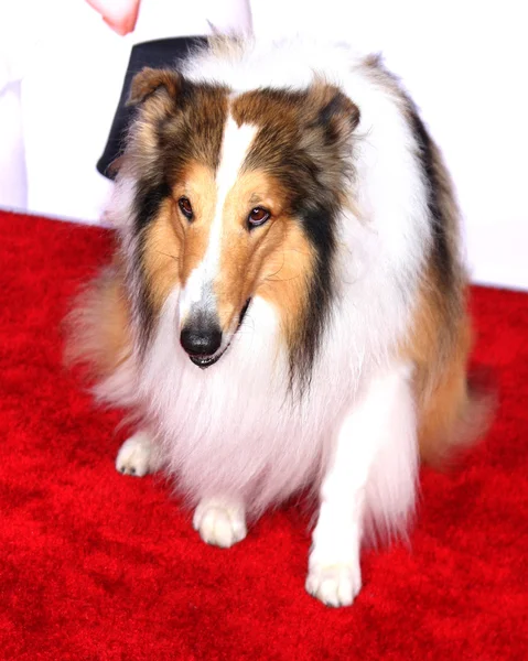 Lassie — Zdjęcie stockowe