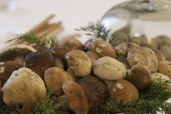 Paddenstoelen — Stockfoto