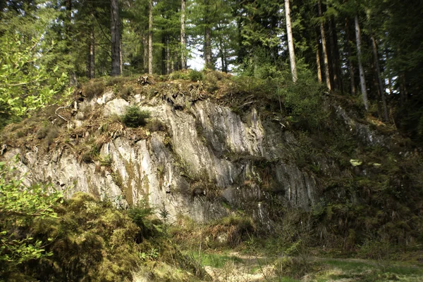 Rocky fosillerini ormanda