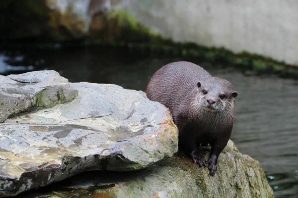 Otter on the stone — Stock Photo, Image