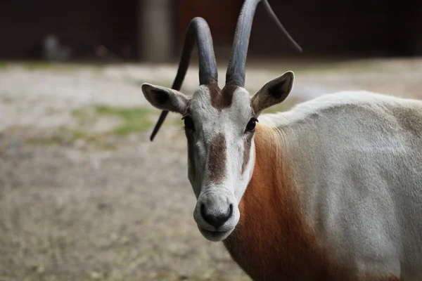 Horned goat — Stock Photo, Image