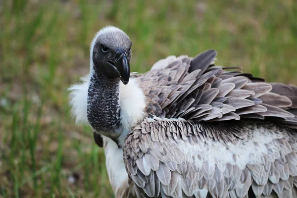 Vulture — Stock Photo, Image