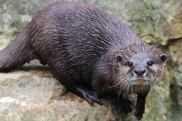 Curious otter — Stock Photo, Image