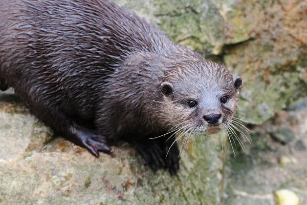 Wet to the skin otter — Stock Photo, Image