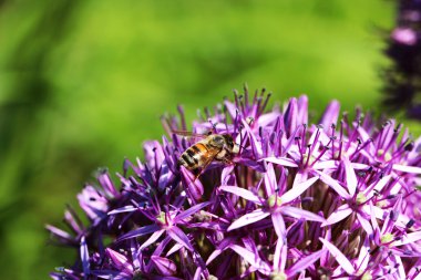 bir arı meşgul olması