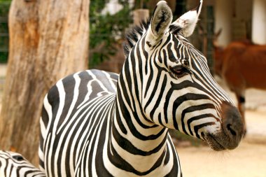 Zebra portresi