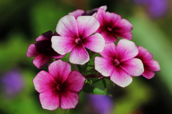 Petunia — Stock Photo, Image