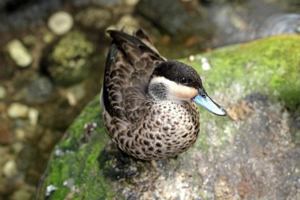 Duck with blue beak — Stock Photo, Image