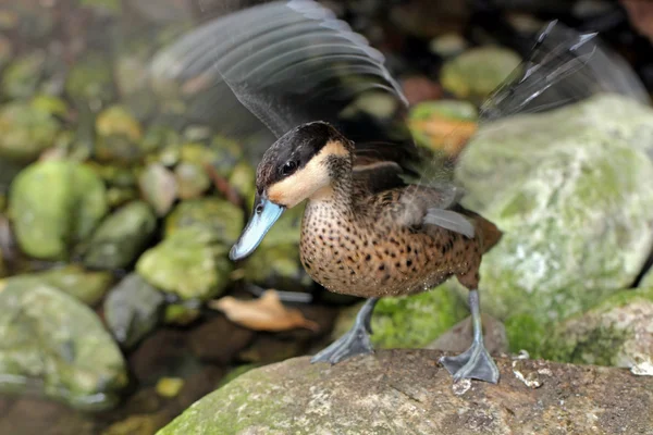 Duck with blue beak — Stock Photo, Image