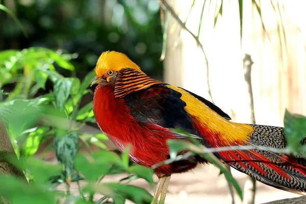 Ptaków egzotycznych — Zdjęcie stockowe