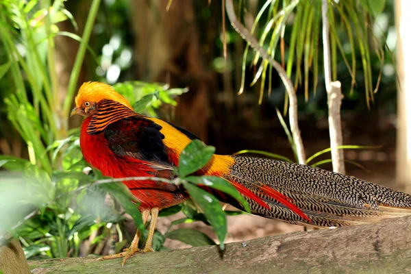 Exotic bird — Stock Photo, Image
