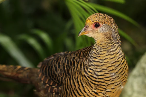 Aves exóticas — Fotografia de Stock