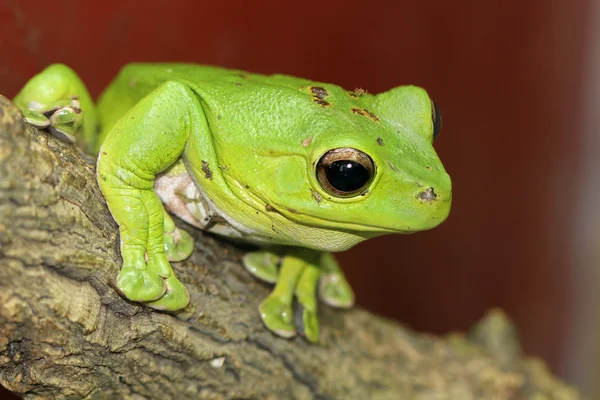 Sitting frog with big eye — Stock Photo, Image