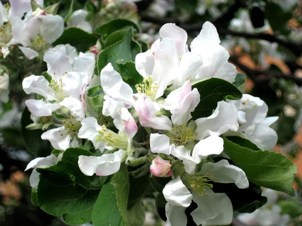 Apple branch — Stock Photo, Image