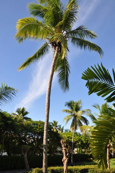 Palmera de coco —  Fotos de Stock